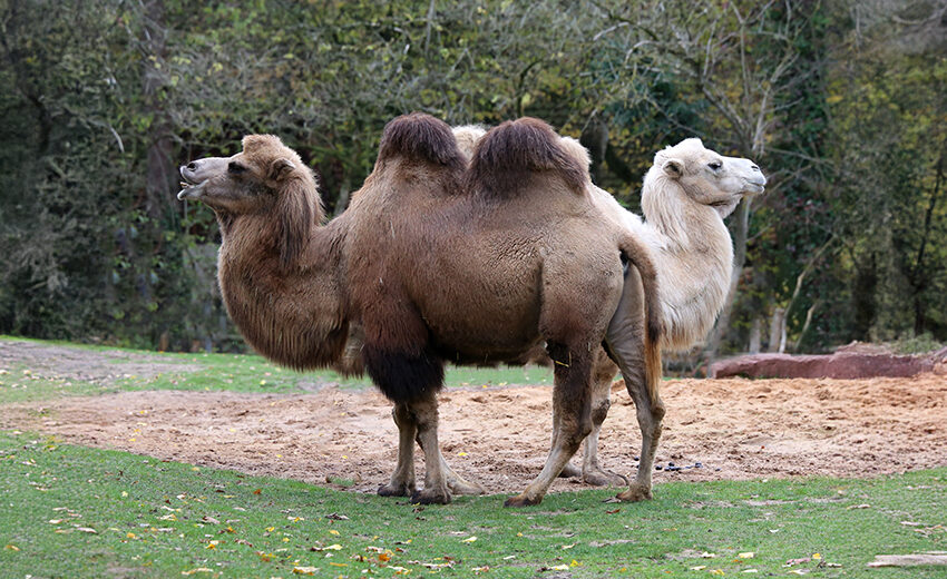 wild bactrian camel