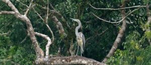 white-bellied heron
