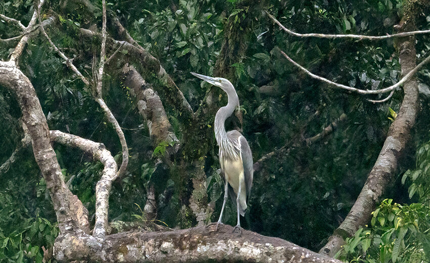 white-bellied heron