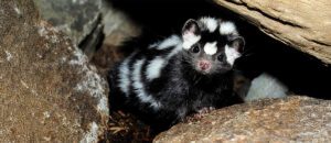 western spotted skunk