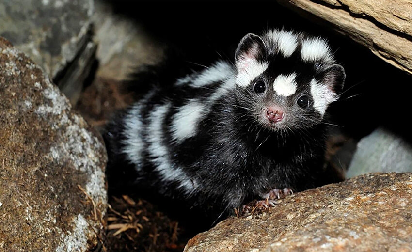 western spotted skunk