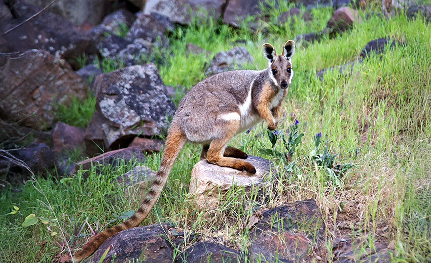 yellow-footed rock-wallaby