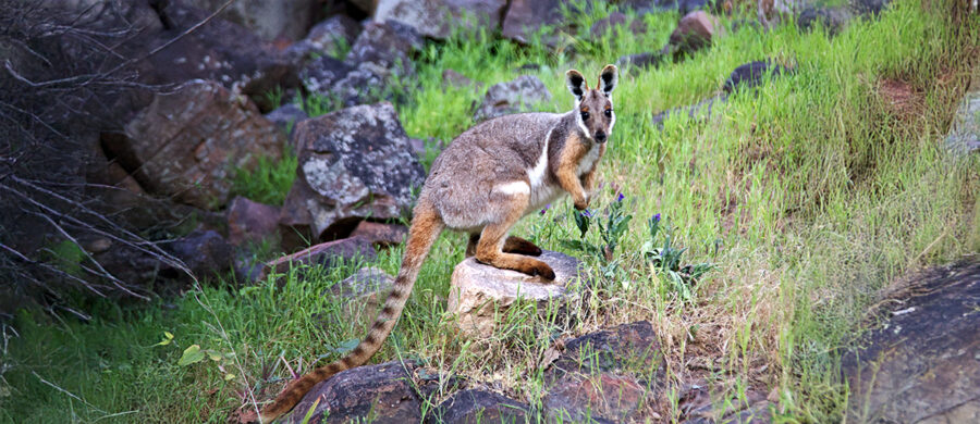 The Yellow-Footed Rock-Wallaby | Critter Science