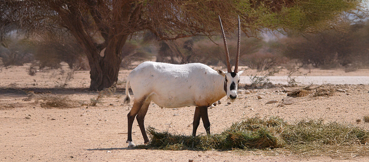 Arabian oryx