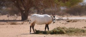 Arabian oryx