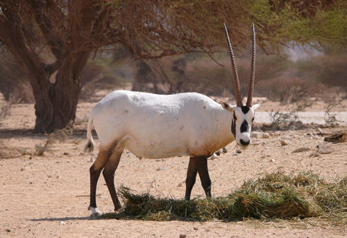 Arabian oryx
