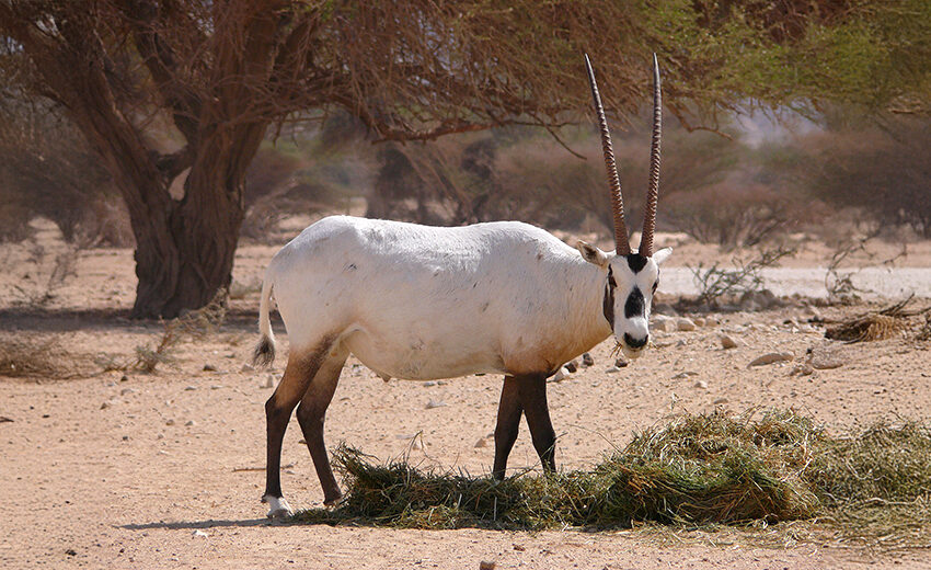 Arabian oryx