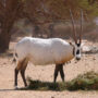 Arabian oryx