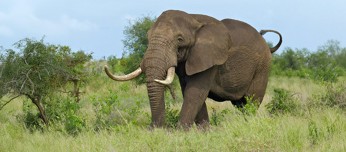 African savanna elephant