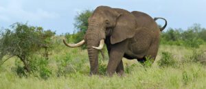 African savanna elephant