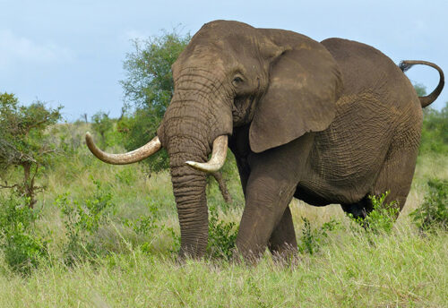 African savanna elephant