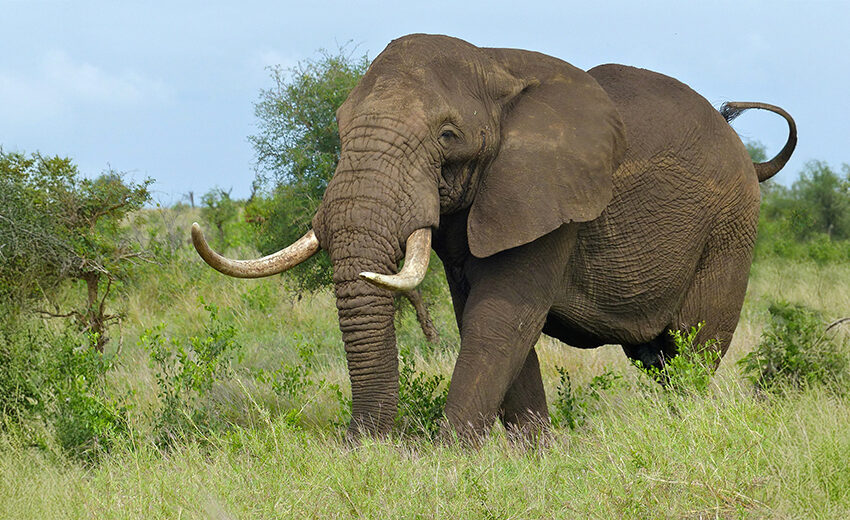 African savanna elephant