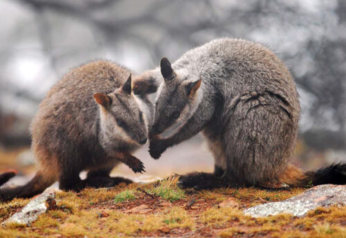 brush-tailed rock-wallaby