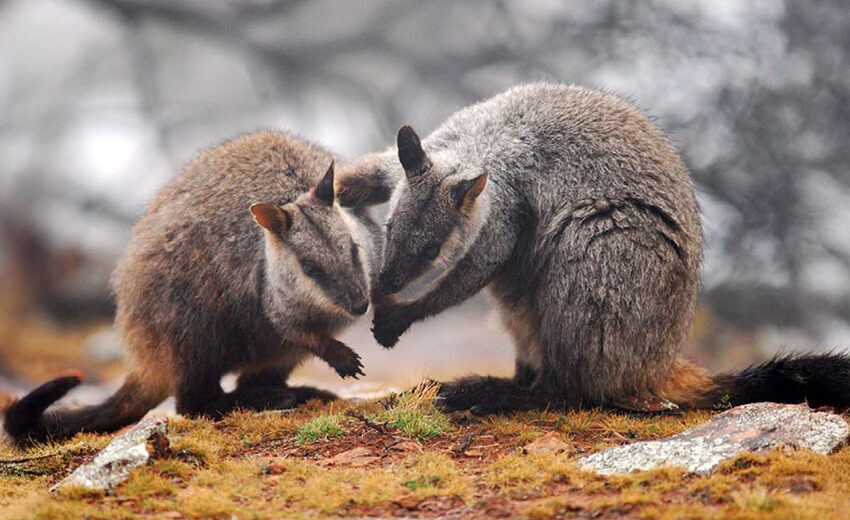 brush-tailed rock-wallaby