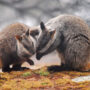 brush-tailed rock-wallaby