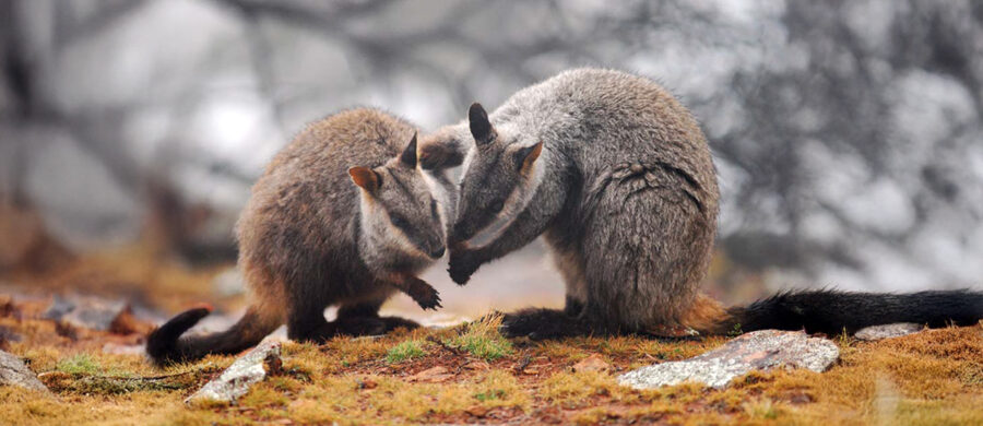 Spring Wallaby Hop Along with the Brush-Tailed Rock-Wallaby | Critter Science
