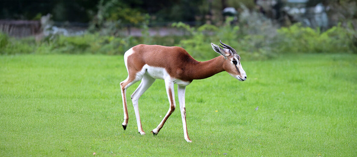dama gazelle