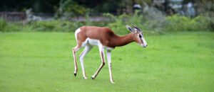 dama gazelle