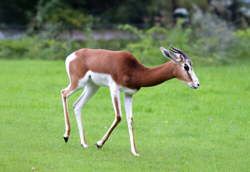 dama gazelle