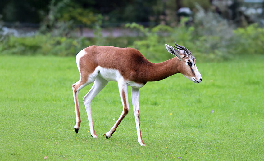 dama gazelle