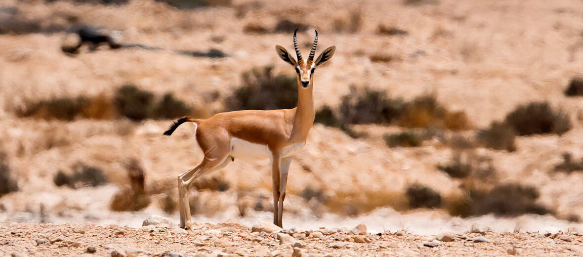 dorcas gazelle
