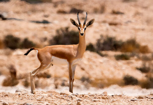 dorcas gazelle