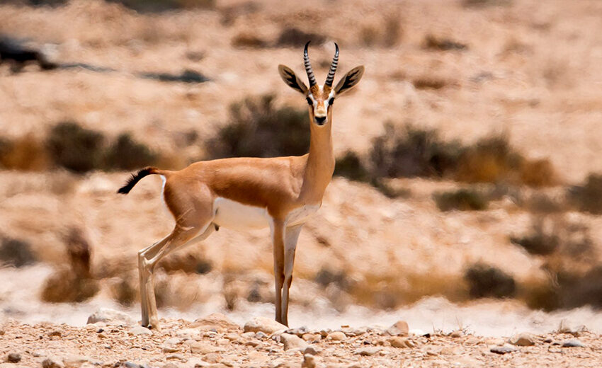 dorcas gazelle
