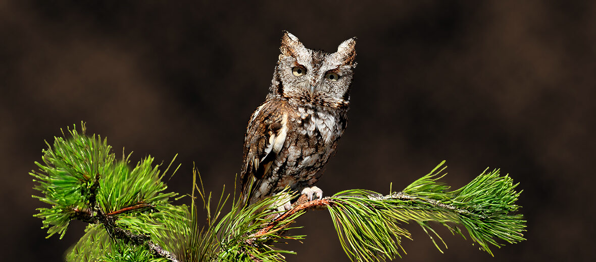 eastern screech owl