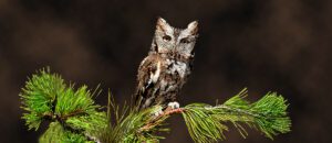 eastern screech owl