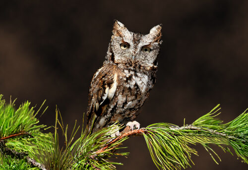 eastern screech owl