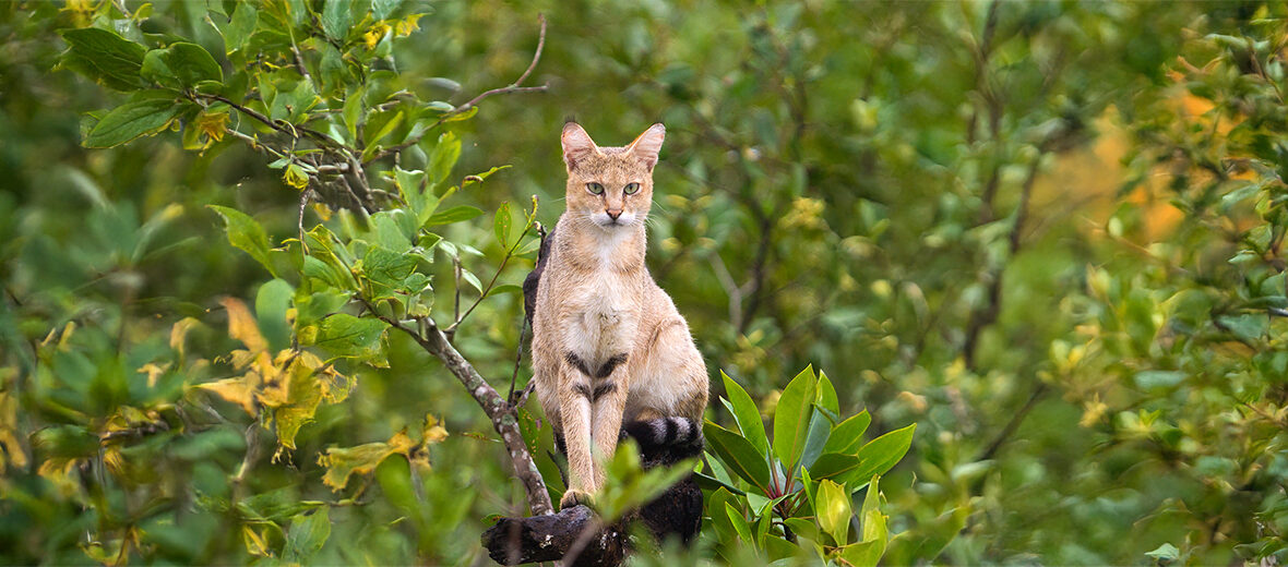 jungle cat