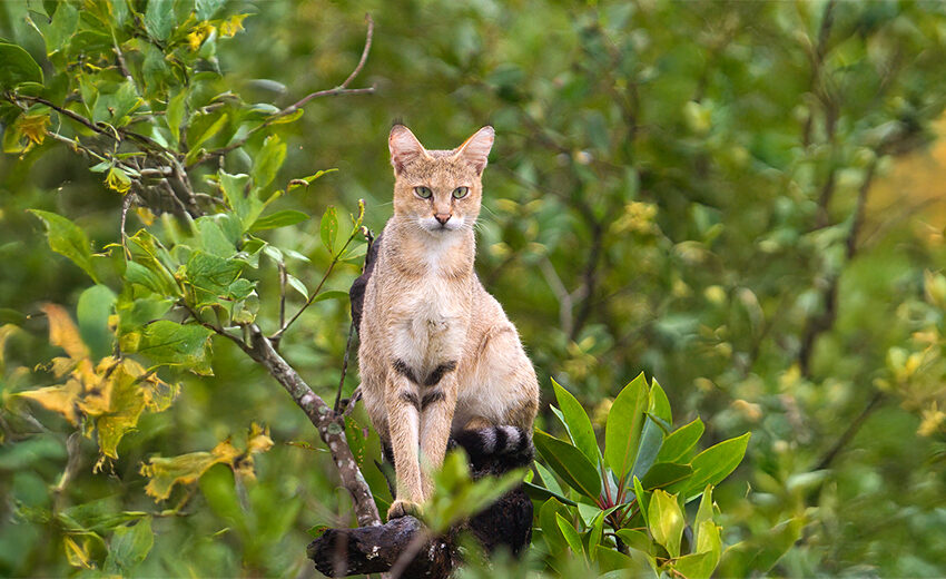 jungle cat