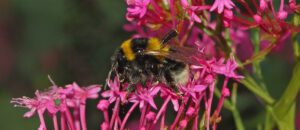 large garden bumblebee
