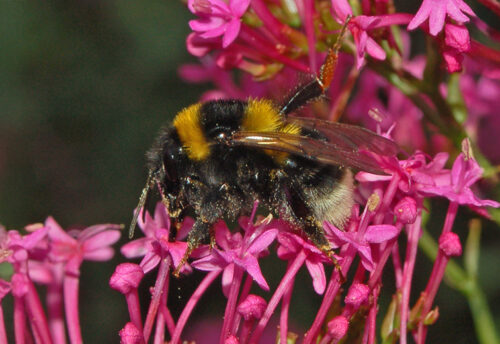 large garden bumblebee