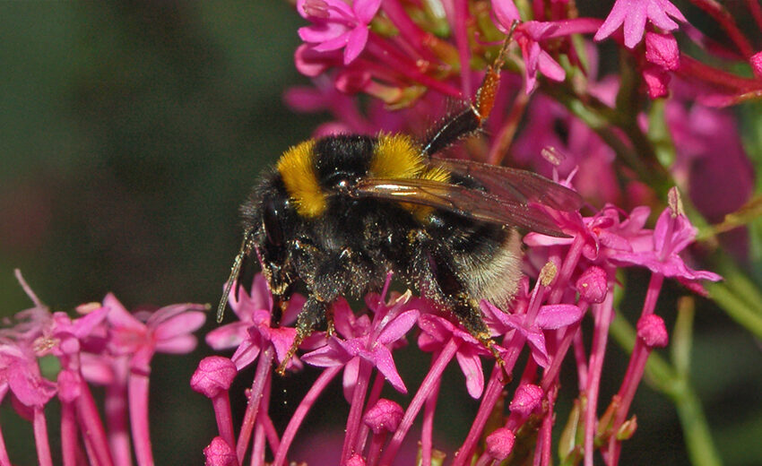large garden bumblebee