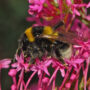 large garden bumblebee