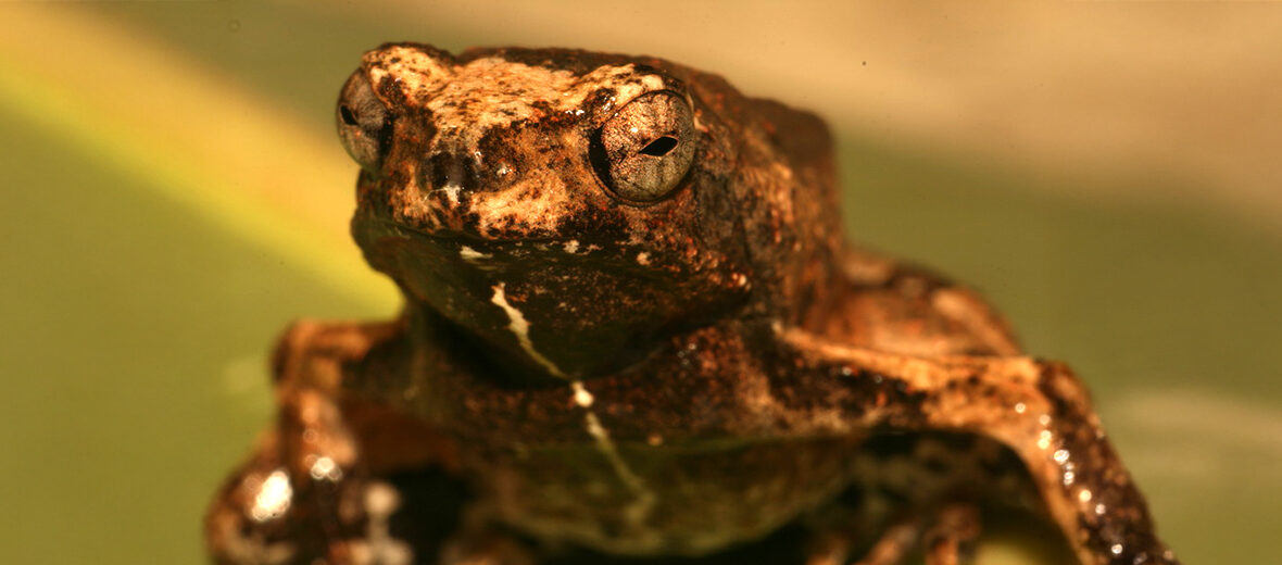 Peters' dwarf frog