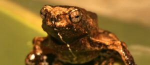 Peters' dwarf frog