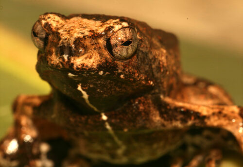 Peters' dwarf frog