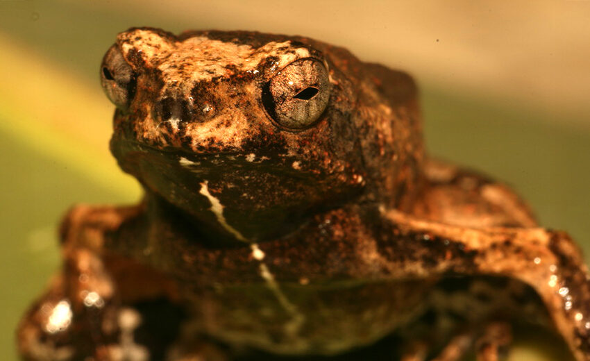 Peters' dwarf frog