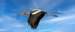 painted stork