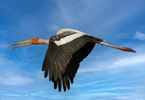 painted stork