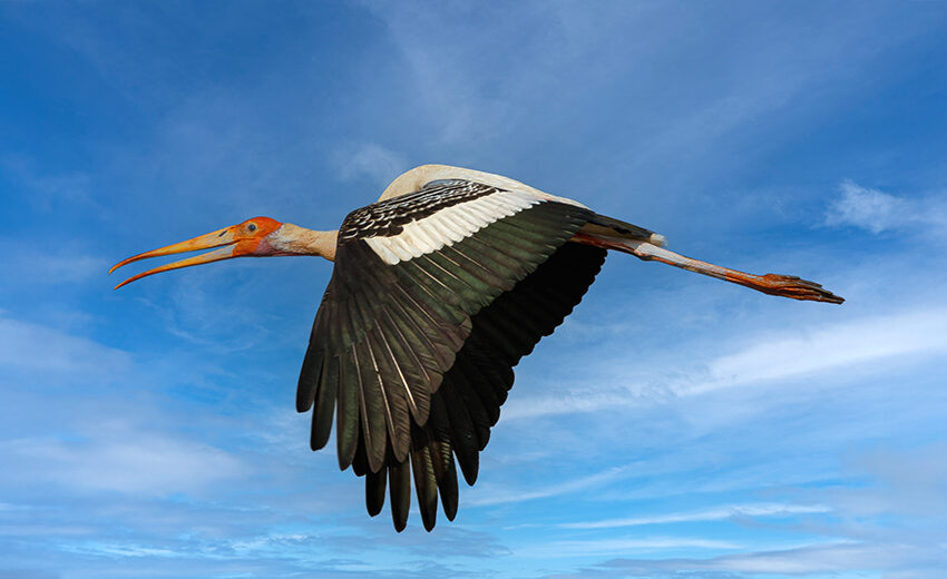 painted stork