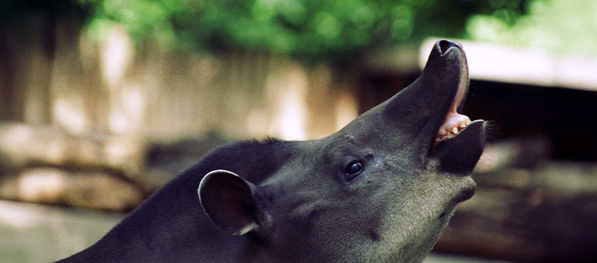 South American tapir