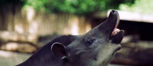 South American tapir