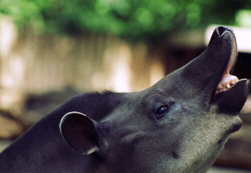 South American tapir