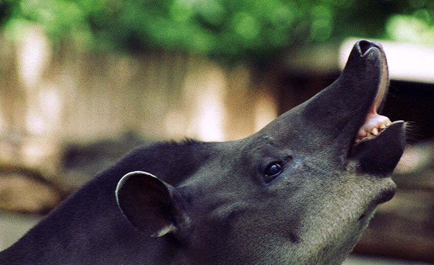 South American tapir