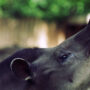 South American tapir
