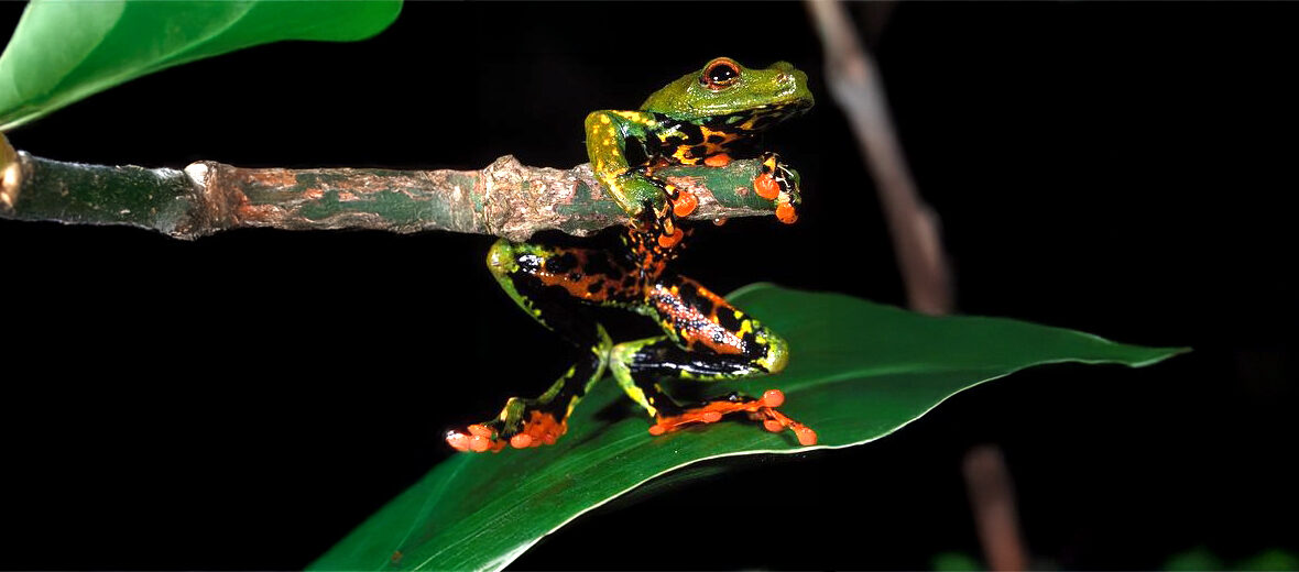 São Tomé reed frog