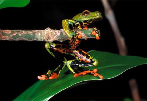 São Tomé reed frog